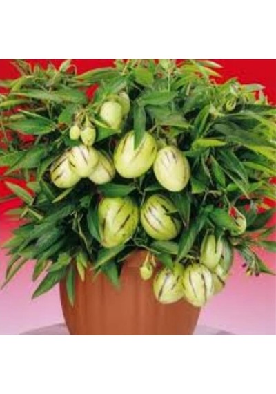 Pepino Fidanı 10-20 Cm