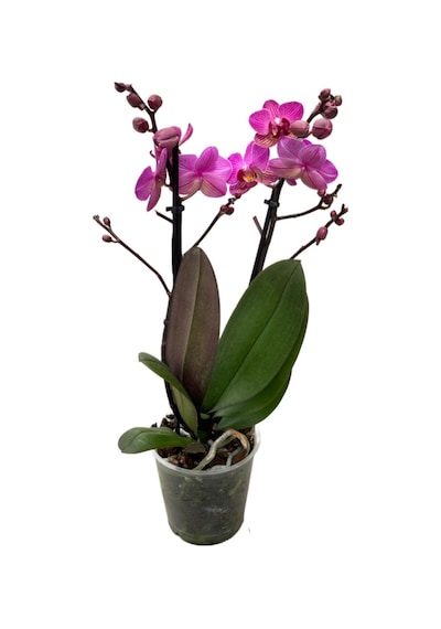 Phalaenopsis 'vienna' Fuşya Orkide Ø12 Cm 45-50 Cm