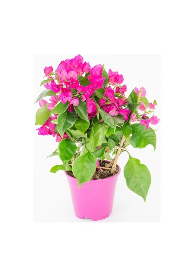 Saksıda Bodur Begonvil Fidanı 20-25 cm
