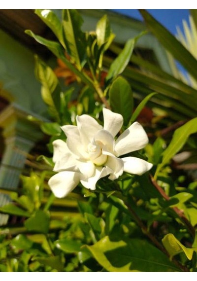 Katmerli Ful Yasemin Çiçeği 70 90 Cm 1 Adet Saksılı Çiçekli Dış Mekan Bitkisi Jasminum