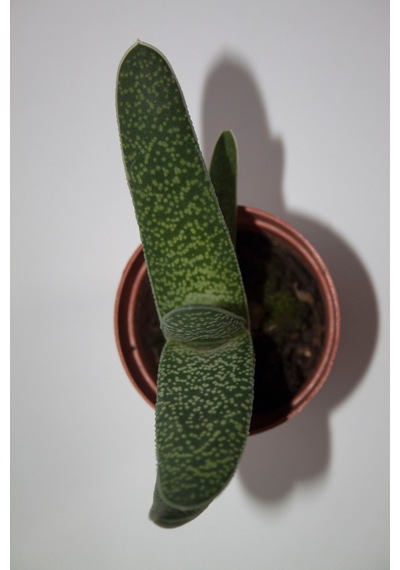 Gasteria Pillansii Sukulent Tekli 5,5 Cm Saksıda