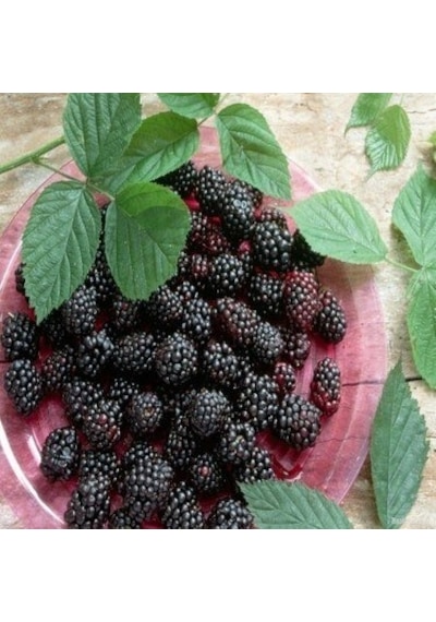 Tüplü Boysen Berry Böğütlen Fidanı Yaş 2 Boy 50-70Cm