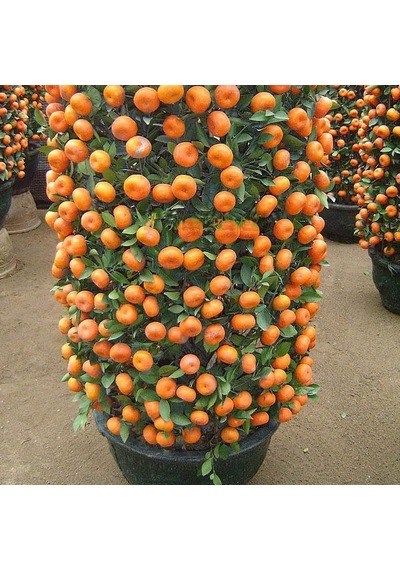 Bodur Mandalina Ağacı Tohumu 3 Tohum + Bonzai Tohumu