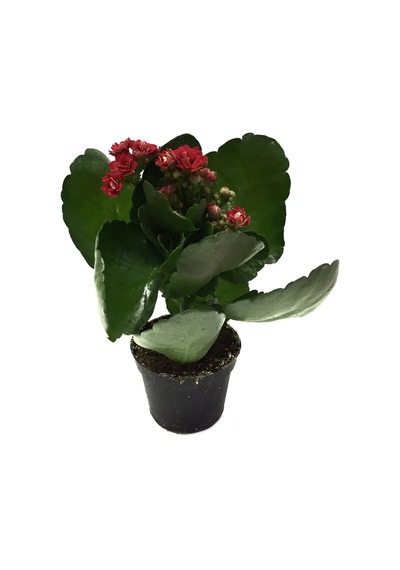 Kalanchoe Calandiva 'Red' (Kalanşo Çiçeği) Ø5,5 CM Y0-10 CM