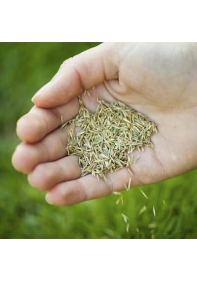 Çim Tohumu 3 Lü Karaşım Ithal Çim Tohumu 1500 Gram Tohum
