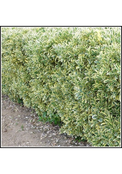 Alaca Taflan Fidanı 30-50 Cm Euonymus Japonica Variegata Da