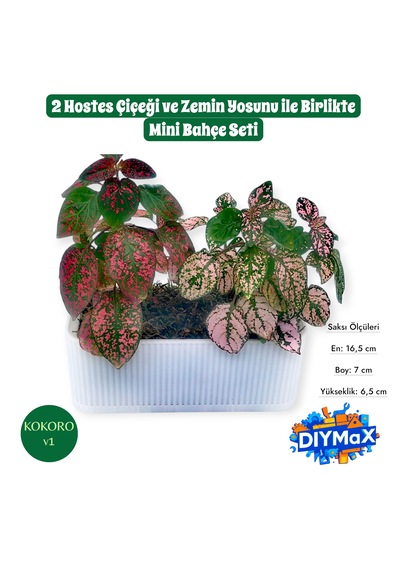 Hostes Çiçeği Saksısı 2 Canlı Bitkili Dekoratif Masaüstü Bitki Ofis Ve Ev İçin Mini Bitki Bahçesi Beyaz