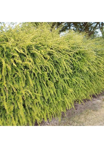 Yayılıcı - Yer Örtücü 'lonicera Lemon Beauty' 5'liset