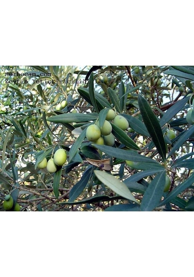 Zeytin Yaprak Gübresi 20 Kg Diğer