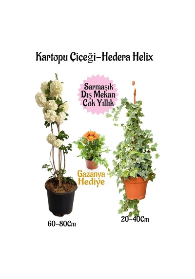 Kartopu Çiçeği 1 Adet +hedera Hex 1 Adet+kırmızı Gazanya Saksılı Bahçe Seti