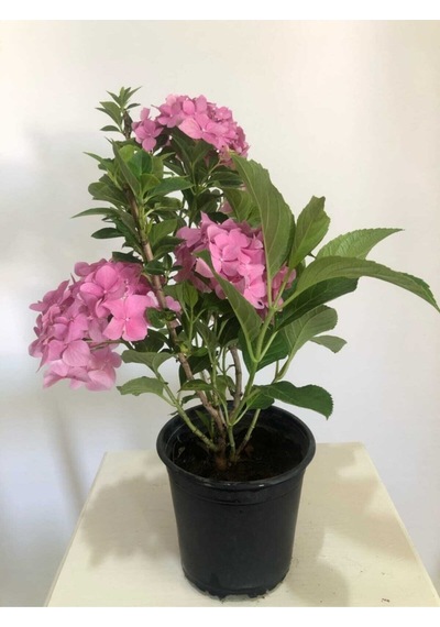 Serada Decor Plant Canlı Pembe Ortanca Çiçeği