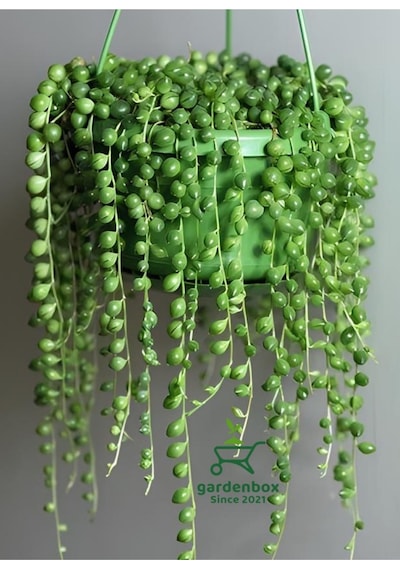 Boncuk Tespih Çiçeği 1 Adet Makrome Saksılı 20-30cm Senecio Rowleyanus