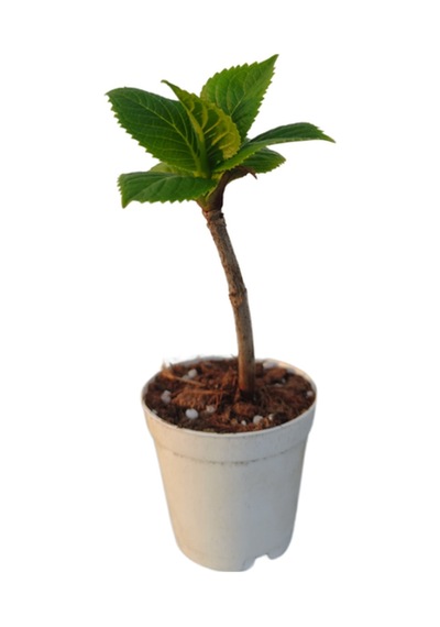 Mini Ortanca Çiçeği 5-10 Cm 1 Adet Saksılı