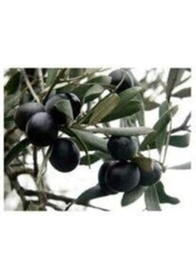Zeytin Fidanı Gemlik Sofralık ve Yağlık