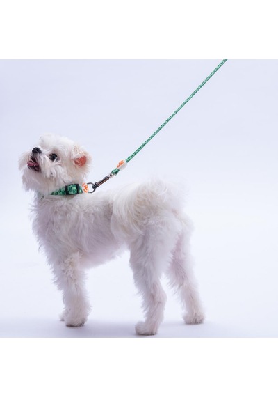 Frog Kurbağa Desenli Köpek Boyun Tasması Ayarlanabilir Köpek Tasması S Yeşil