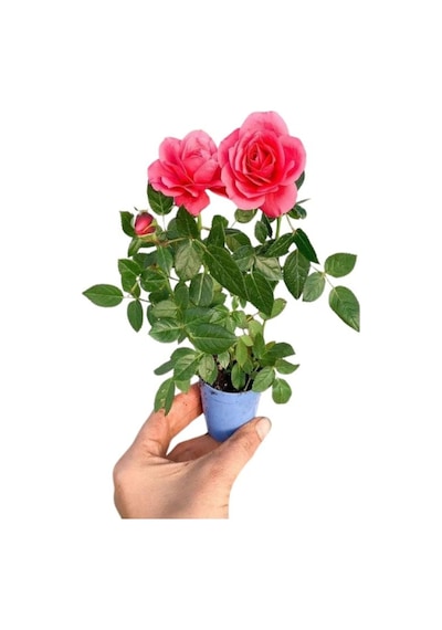 Beyaz Alacalı Benjamin Bitkisi+ Pembe Bodur Begonvil+ Gül Fidanı