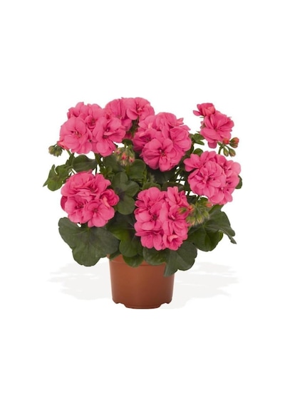 Saksılı Açık Pembe Yavruağzı Sardunya Çiçeği 10-20 Cm