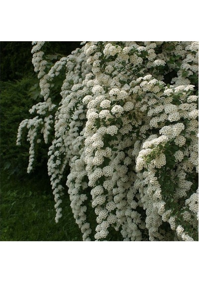 Keçi Sakalı Ağacı Fidanı 30-90 Cm Saksılı Çiçekli Bodur Bitkiler Spirea