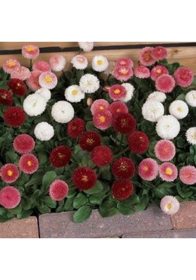 Mix Katmerli Bellis Perennis Ponpon İngiliz Çayır Papatyası Çiçeğ
