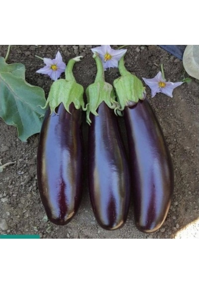 Agrokar Aydın Siyahı Patlıcan 10 Gr