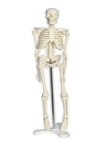 Tam Iskelet Maketi 45 Cm Model 32