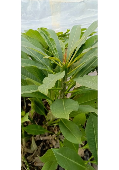 Beyaz Tüplü Amerikan Fulu Plumeria Alba Boy 1m