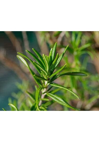 Biberiye Rosmarinus - Kokulu Aromatik Bitki 5 Adet