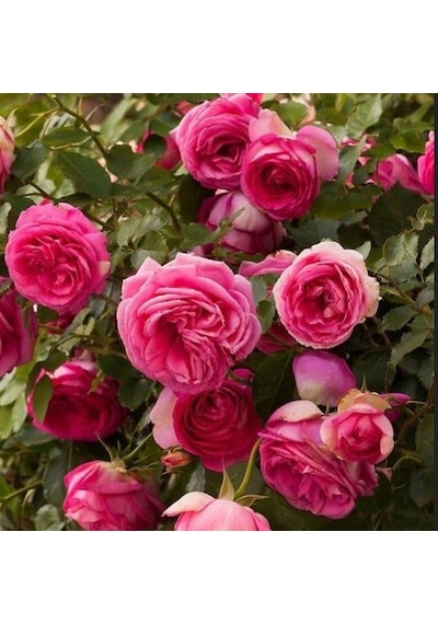 Tüplü Soğuklara Dayanımlı Kokulu Rosa Rampicanti Pembe Sarmaşık Gül Fidanı