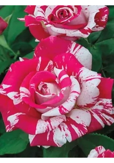 Videolu Harika Sihirbaz Gülü Çiçeği Fidanı 25-40 Cm Saksılı Çiçekli Bodur Bitkiler Magic Rose