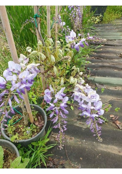 Mor Salkım Çiçeği Sarmaşık 1 Adet Saksılı/ Tüplü 40-60 Cm Wisteria Sinensis