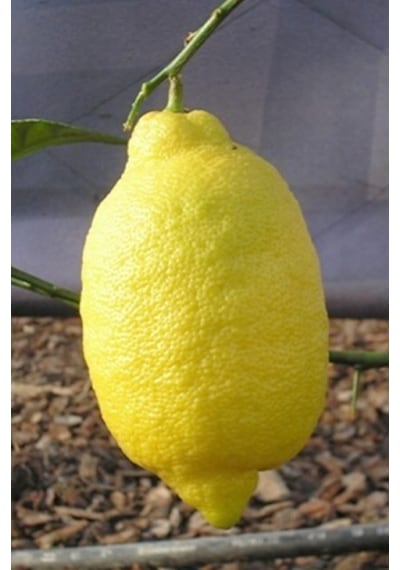 Tüplü Aşılı Enterdonat Limon Fidanı 2 Yaş 100-120 Cm