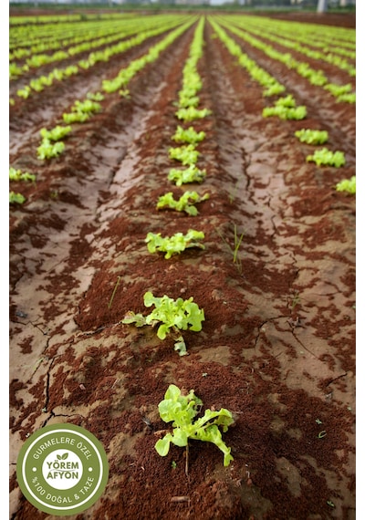 Sakarya Yöresinden Sıcağa Dayanıklı İri Yapraklı Gdo'suz Marul Tohumu Lactuca Sativa 20gr.
