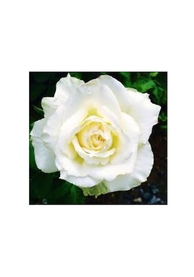 White Rose Sapling Beyaz Gül Fidanı Saksıda 10-20 Cm
