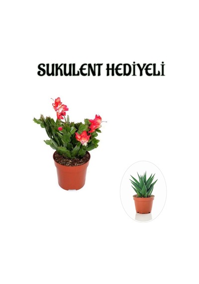 Hediyelik Kırmızı Renk Yılbaşı Çiçeği Sevgililer Gününe Özel Sukulent Hediyeli