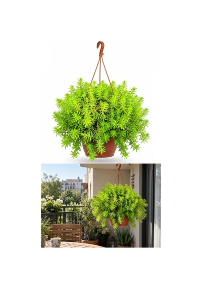 Makrome Sarı Sedum - Askılı Balkon Bitkisi
