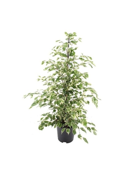Ficus Benjamin Starlight 110 120 Cm Ev Bitkisi Salon Bitkisi Ofis Bitkisi