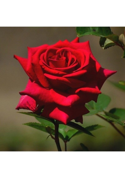 Kırmızı Bodur Gül Fidanı Tüplü 2 Adet 15-25 Cm Yediveren Gül Aşılı Güller Dark Red Rose