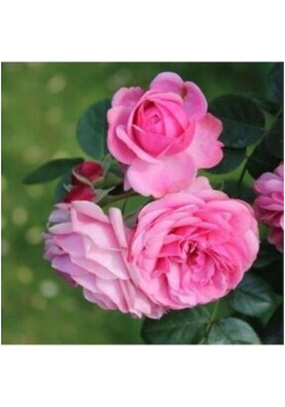 Rosa Damascena Reçellik Gerçek Isparta Gülü Fidanı 10-20 Cm