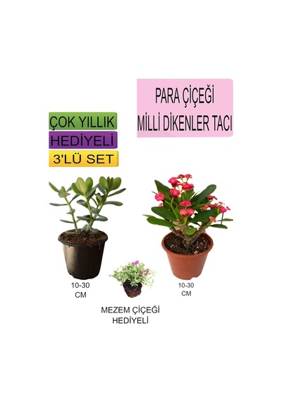 Avantajlı Ürünler 3'lü Set Para Çiçeği Kırmızı Milli Dikenler Tacı Mezem Çiçeği Çok Renkli