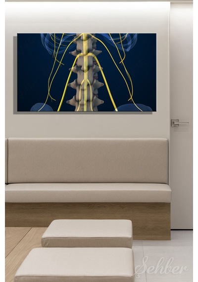 İnsan Anatomisi Bel Omurları Ve Sinir Yollarını Gösteren 3d Tıbbi İllüstrasyon Yatay Kanvas Tablo 3584