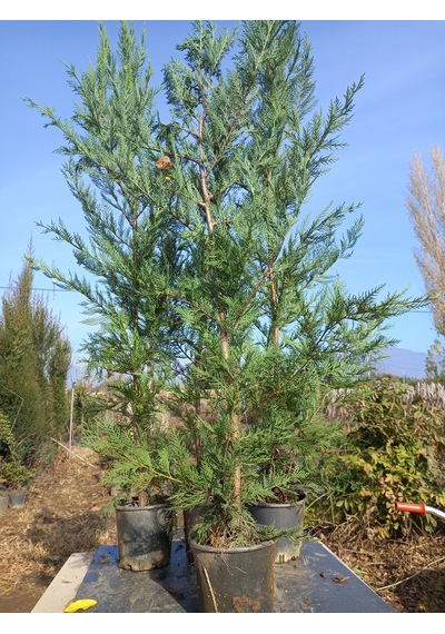 Leylandi, Çit Çamı 100-130 Cm. Boyunda, 2 Litre Saksıda