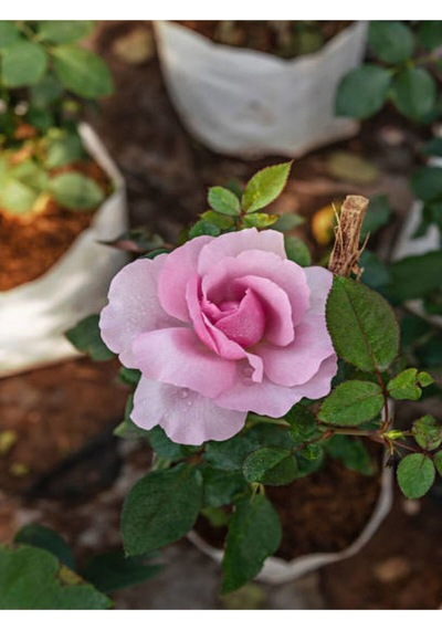 Yediveren Yavruağzı Rengi 15 30 Cm 2 Adet Tüplü/saksılı Aşılı Gül Turquoise Rose