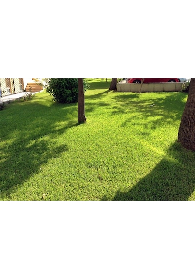 Yarı Gölge Alanlar İçin Çim Tohumu