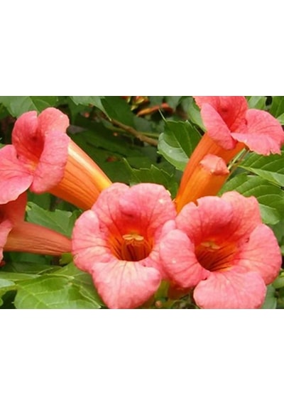 Acem Borusu Campsis Radicans Sarmaşık Fidanı 15 25 Cm Boyları