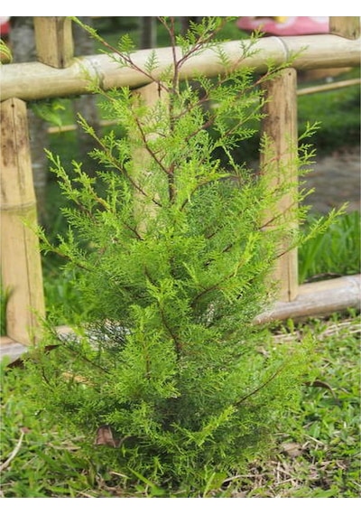 Ithal Limoni Selvi Limon 30 50 Cm 1 Adet Tüplü Dış Mekan Bitkisi Cupressus Macrocarpa