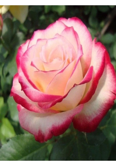 Videolu 1 Adet Pembe Beyaz Gül Fidanı 40-80cm Saksılı Rose Sapling