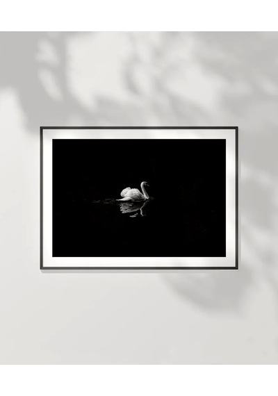 Çerçevesiz Poster Gecenin Yalnız Kuğusu
