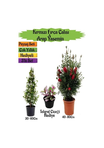 Kırmızı Fırça Çalısı+kokulu Arap Yasemini+telgraf Çiçeği Peyzaj Seti