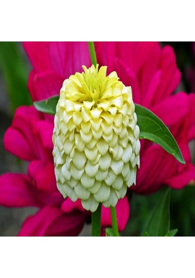 Sarı Zinnia Kirli Hanım Çiçeği Tohumu 40 Adet N112233