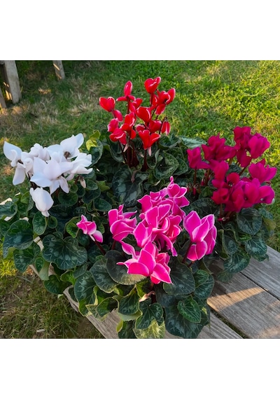 4 Adet Cyclamen Sıklamen Çiçeği Karışık Renk Sıklamen Seti
